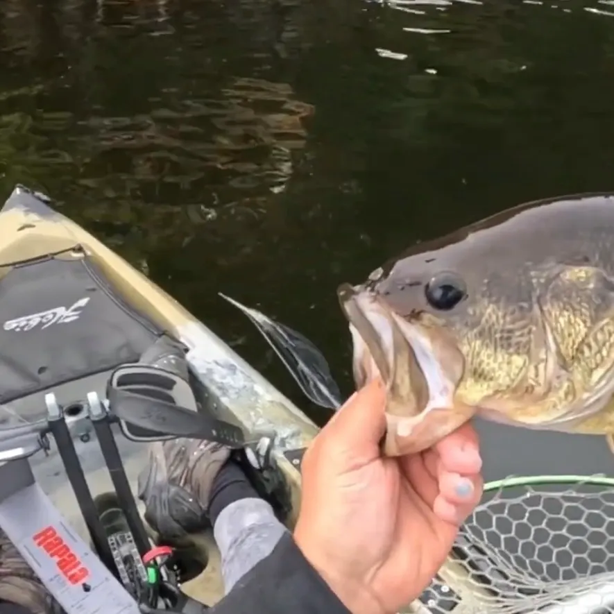 Largemouth bass caught on Fishbrain