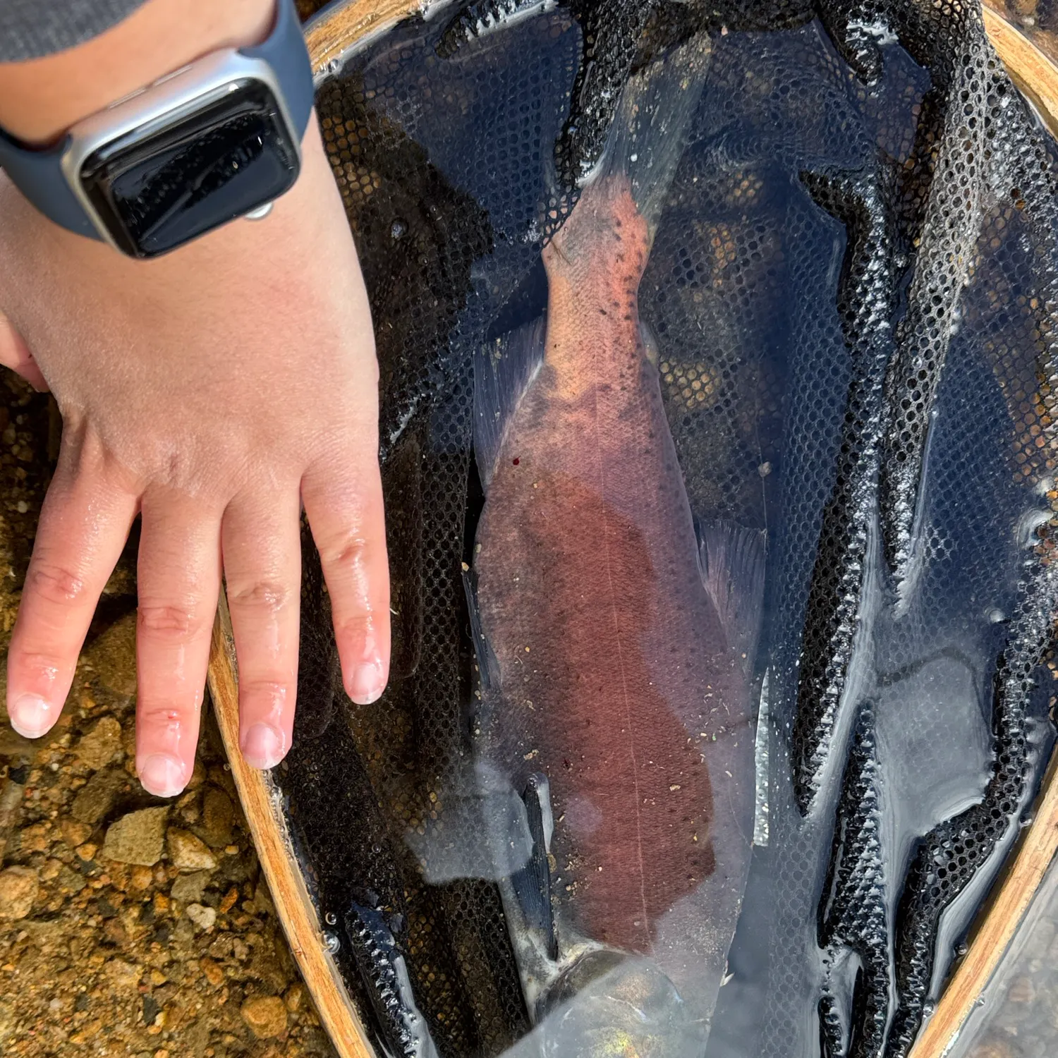 Kokanee salmon caught on Fishbrain