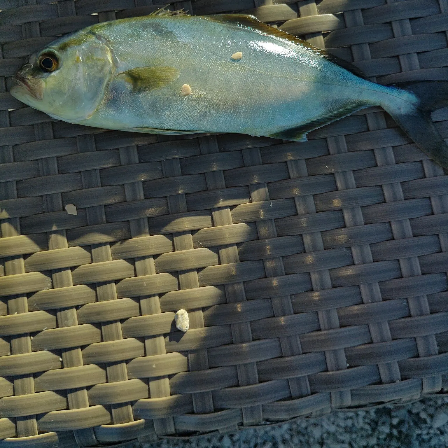 Bluefish caught on Fishbrain