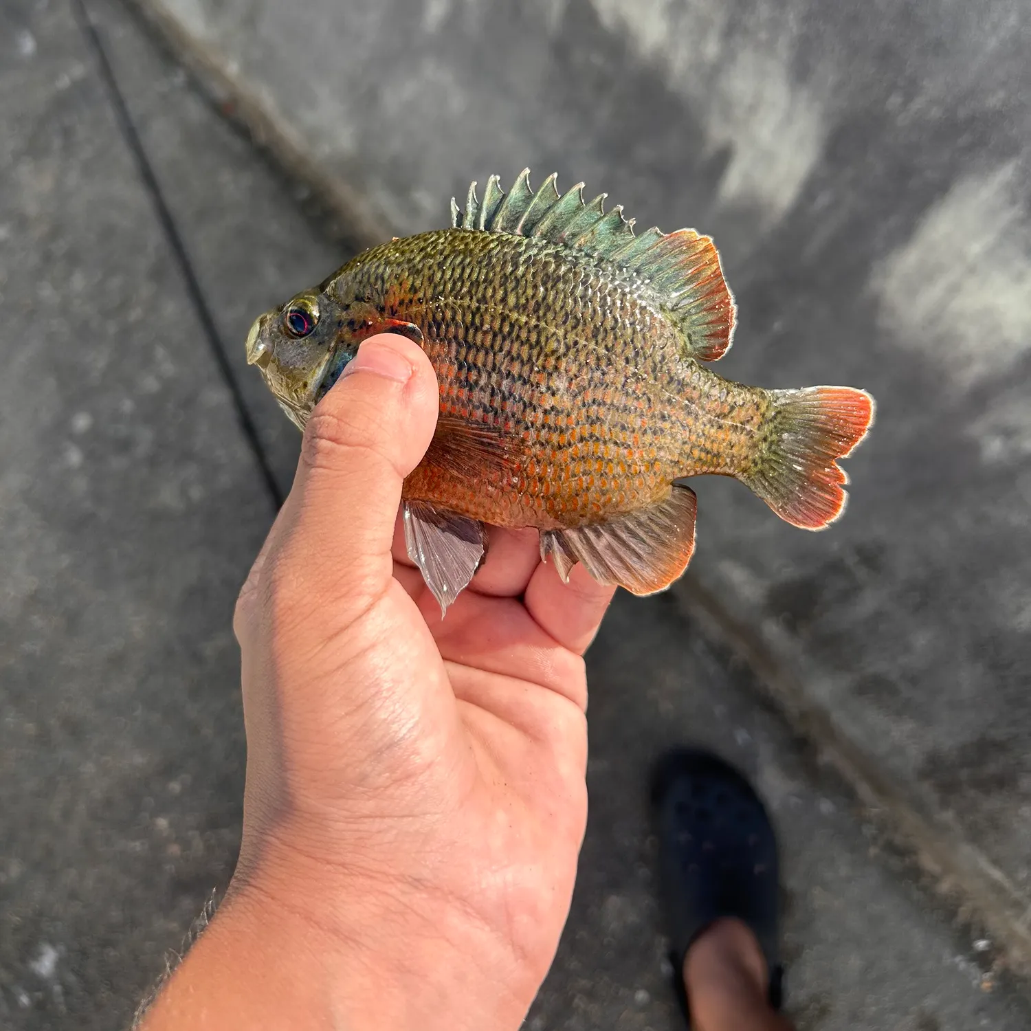 The most recent Redspotted sunfish catches on Fishbrain