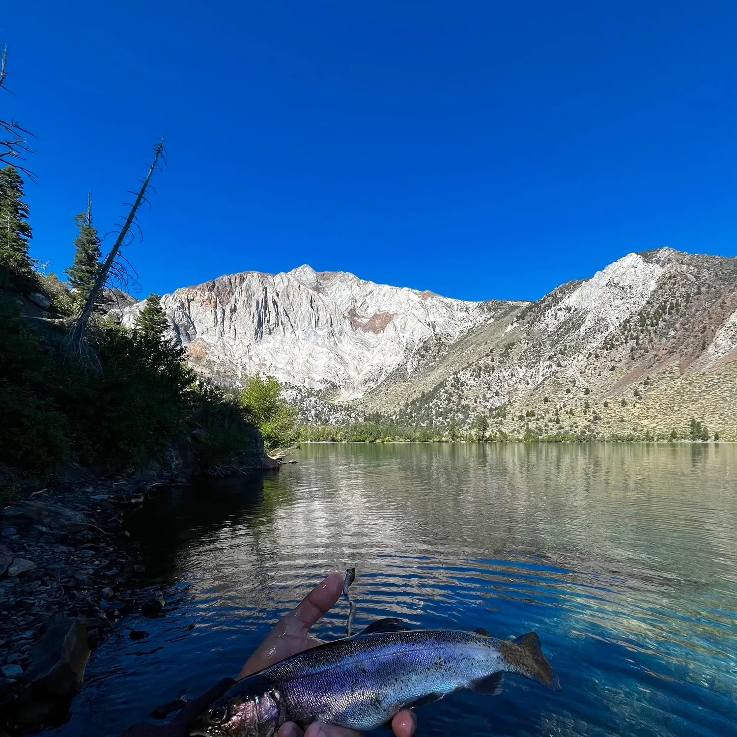 Rainbow trout caught on Fishbrain