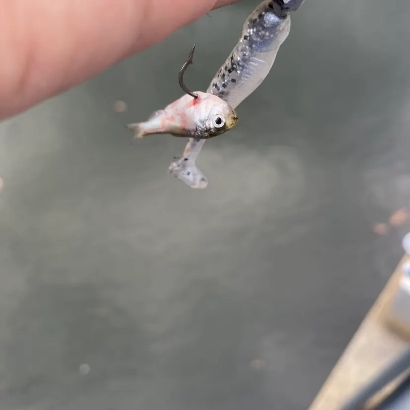 The most recent American shad catches on Fishbrain