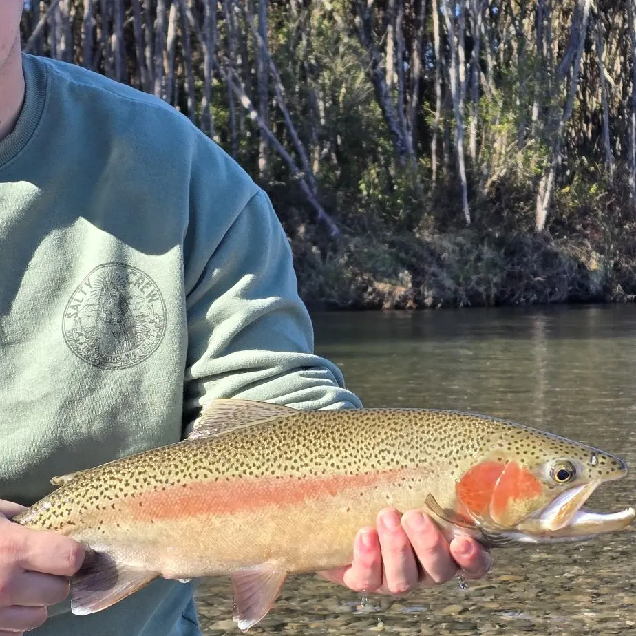 Rainbow trout caught on Fishbrain