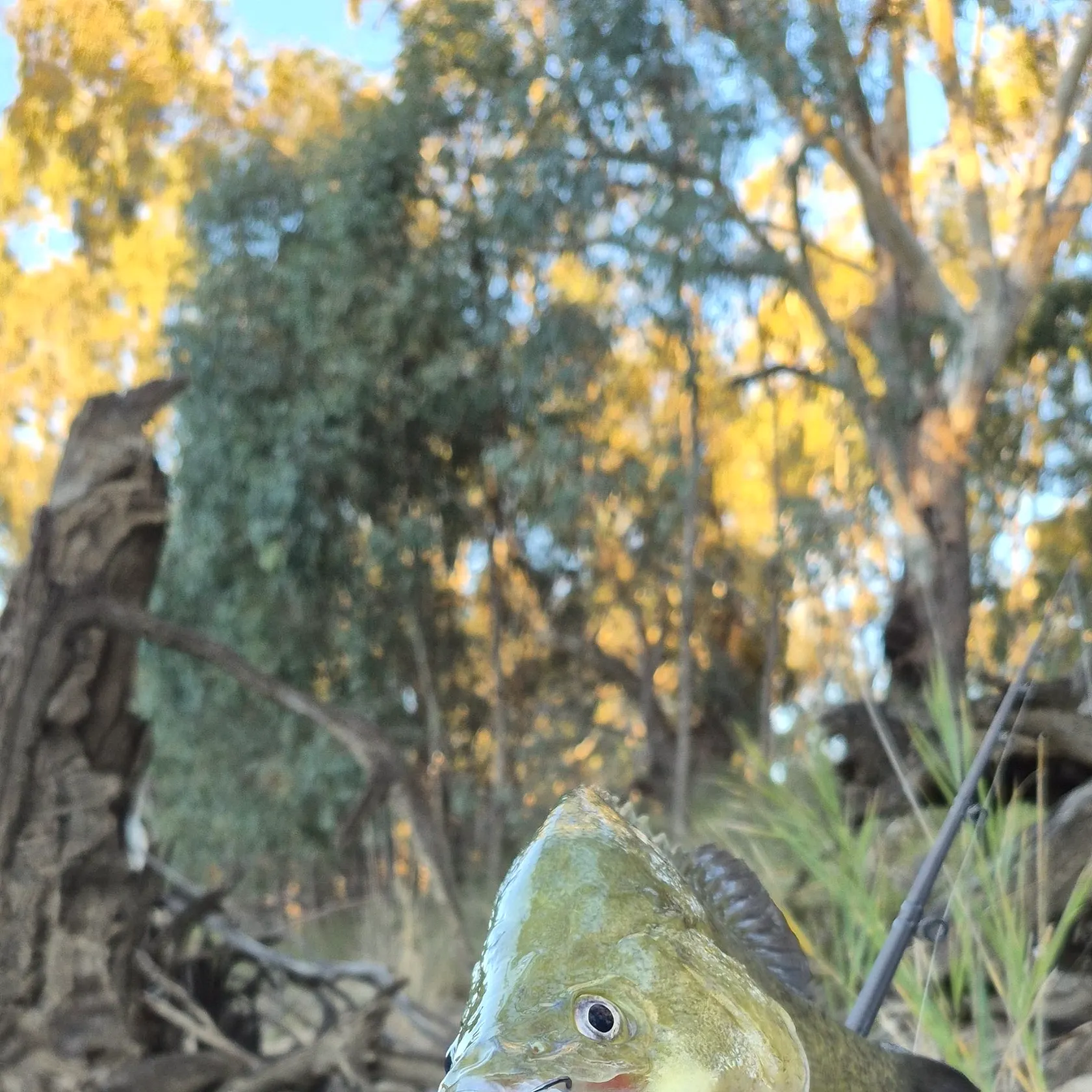 The most recent Murray cod catches on Fishbrain