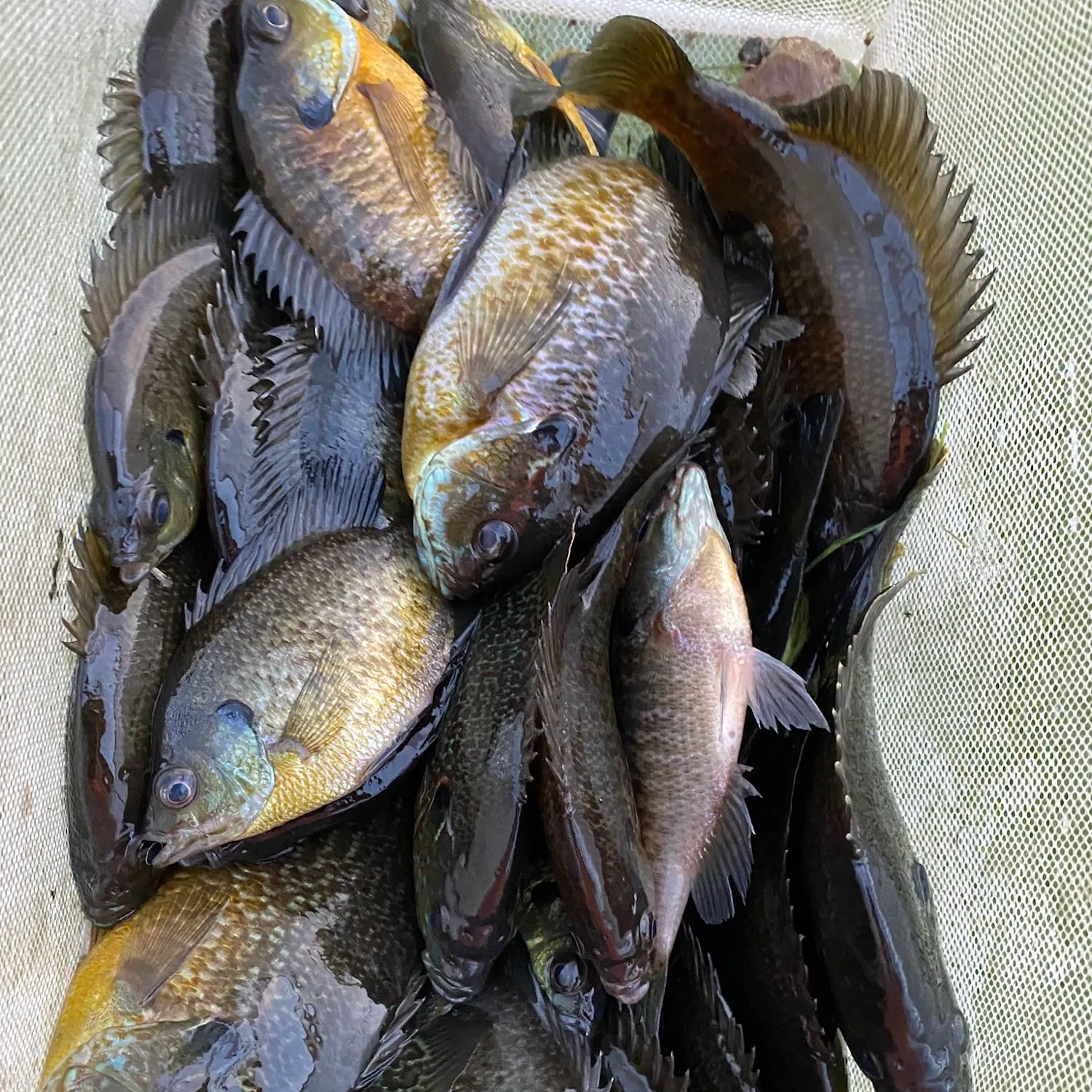 recently logged catches