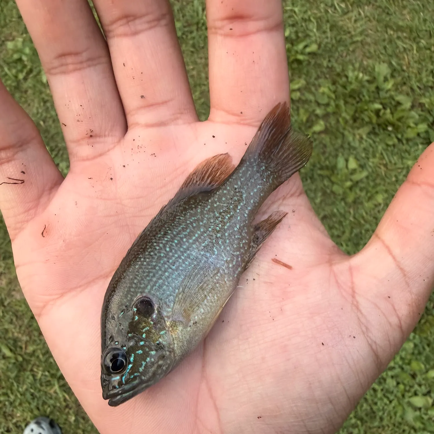 Green sunfish caught on Fishbrain