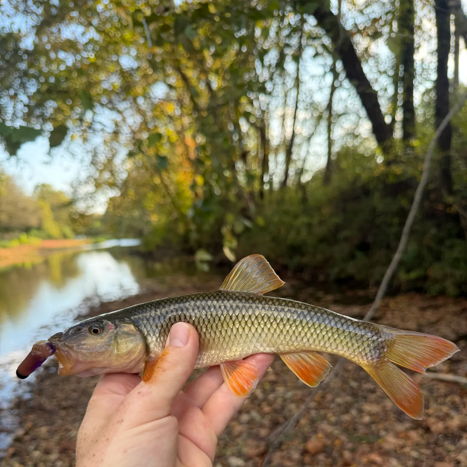 The most recent Redtail chub catches on Fishbrain