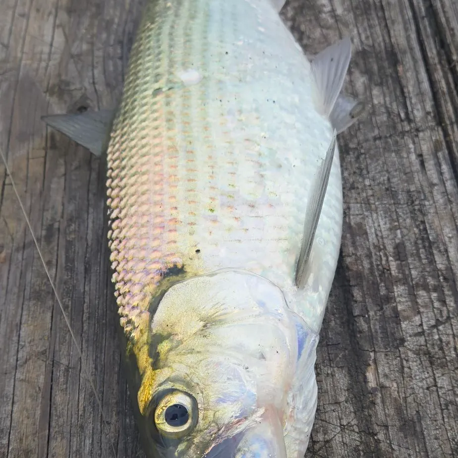 The most recent Hickory shad catches on Fishbrain