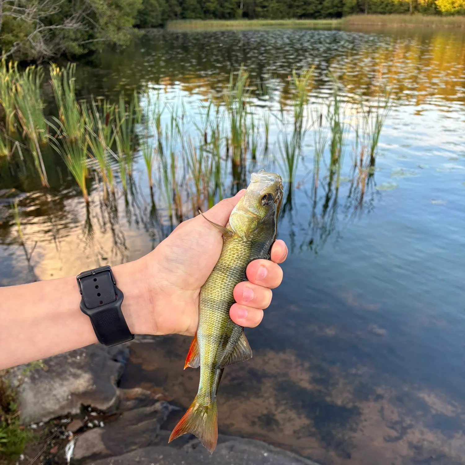 European perch caught on Fishbrain