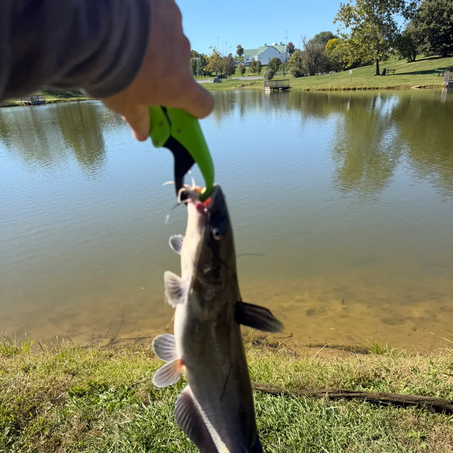 Channel catfish caught on Fishbrain