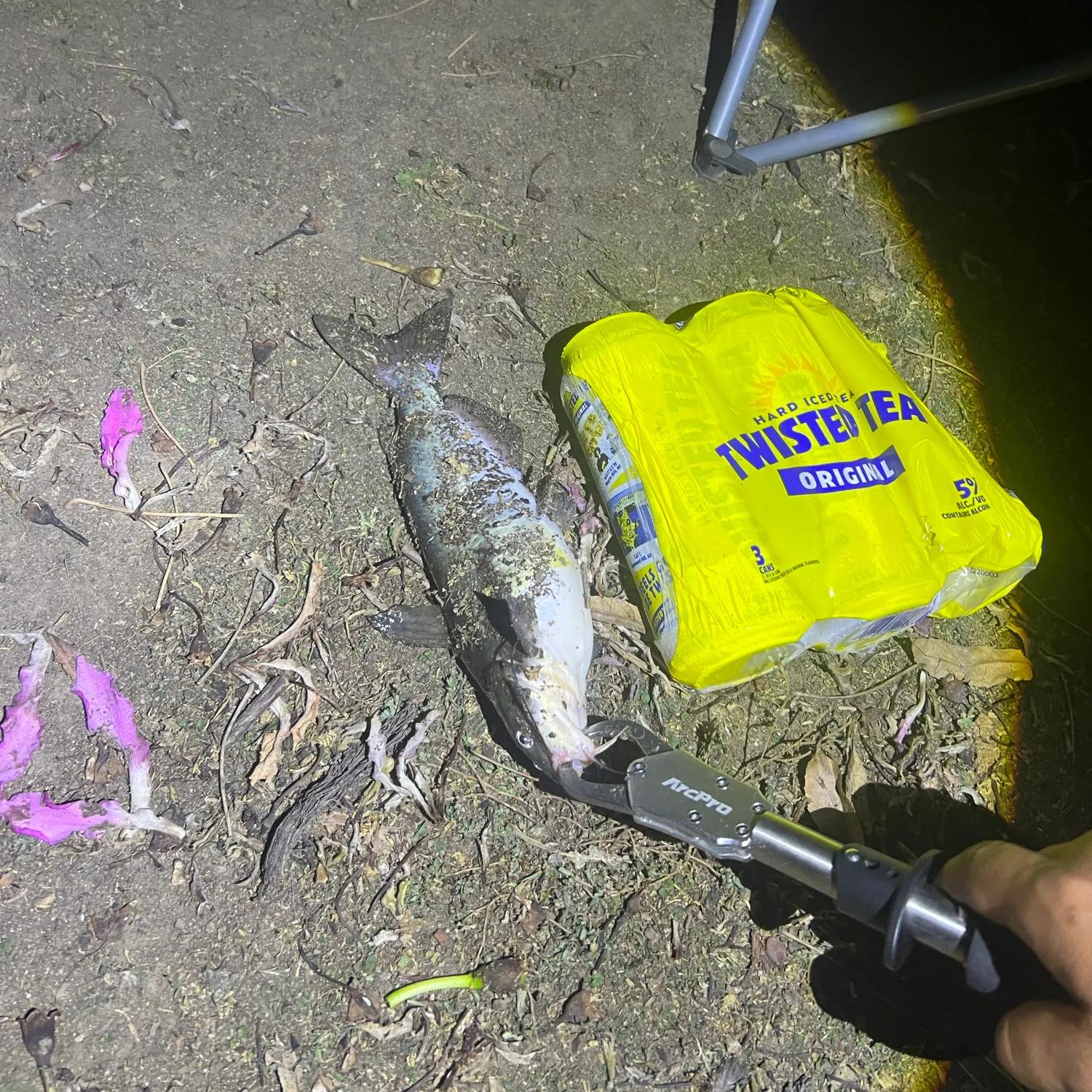Channel catfish caught on Fishbrain
