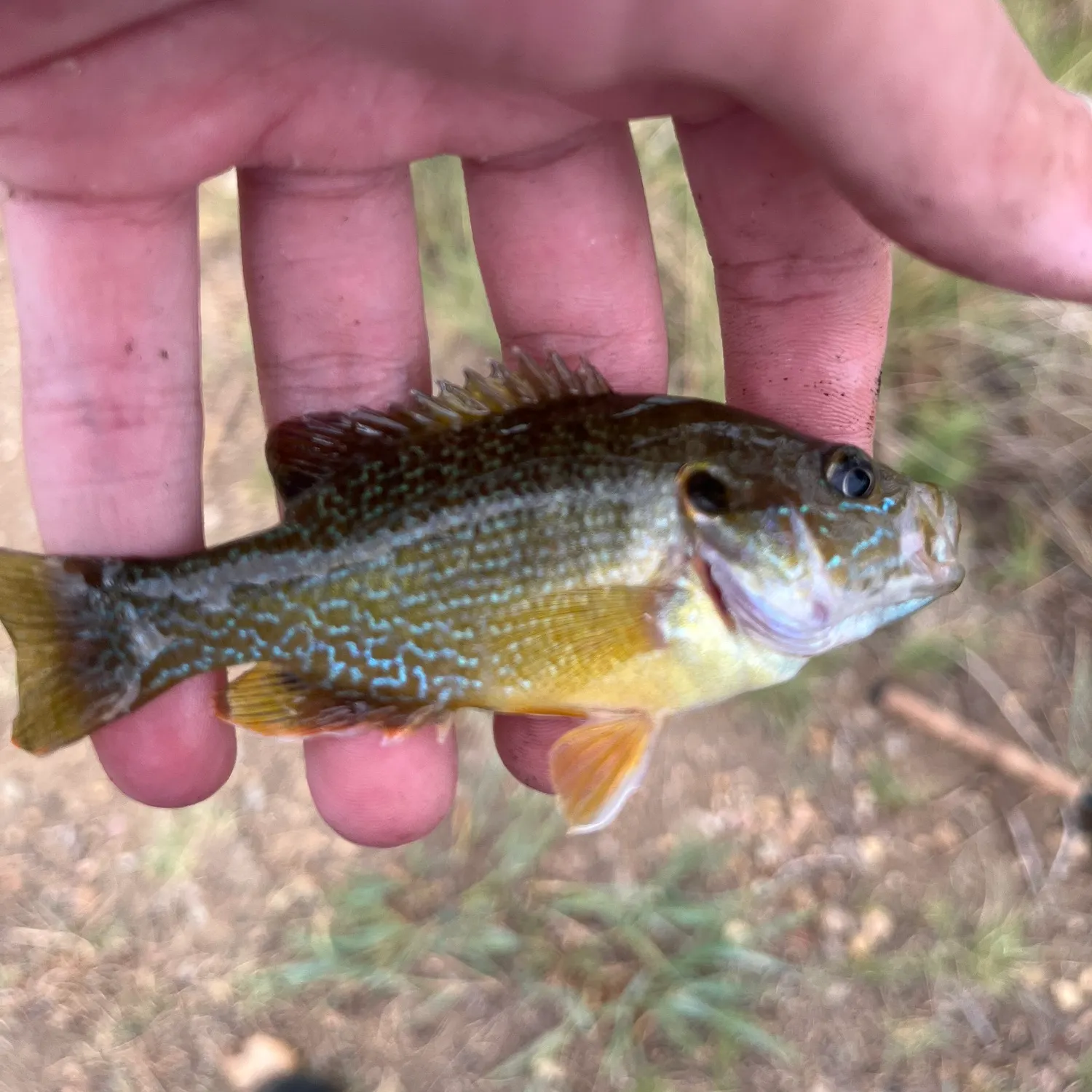Green sunfish caught on Fishbrain