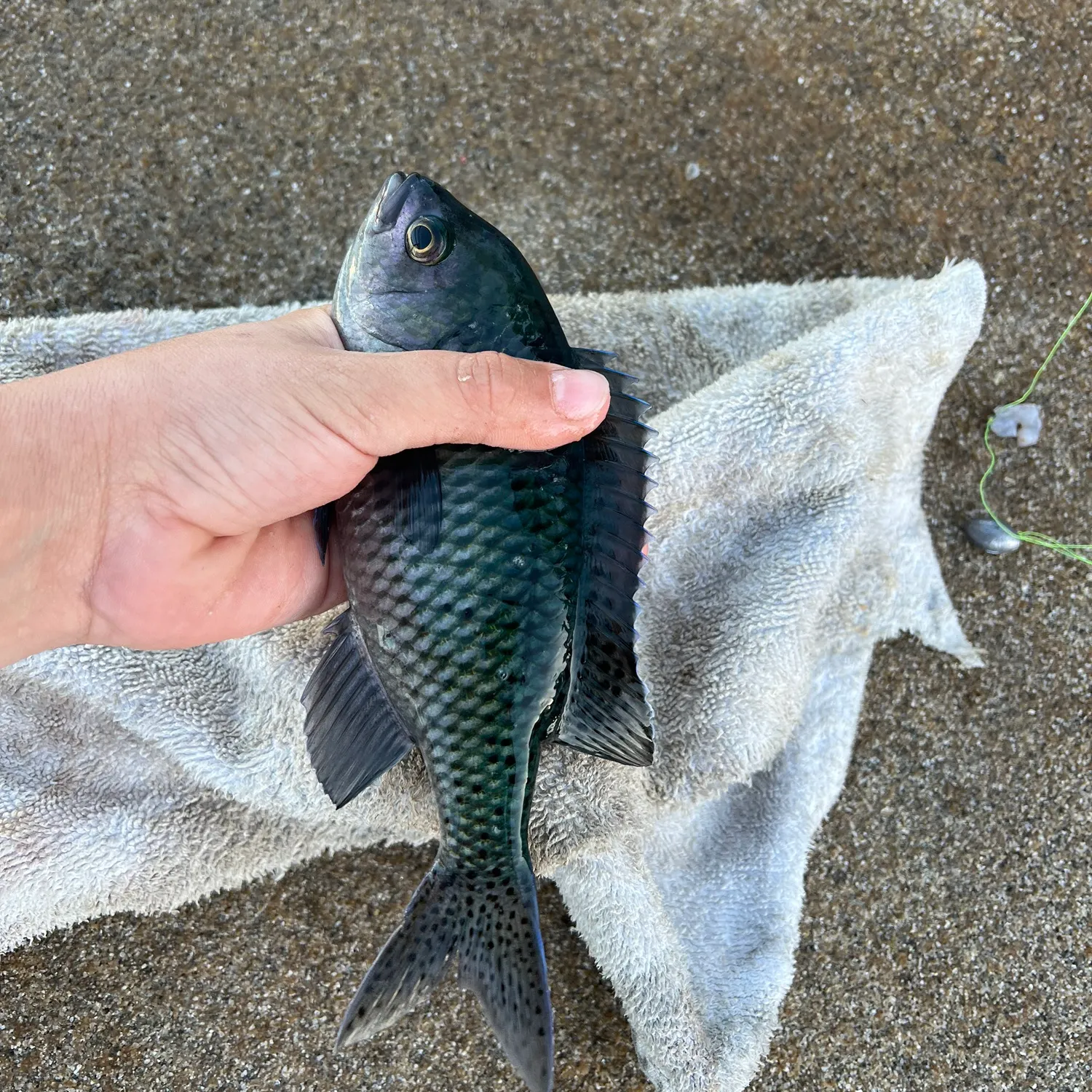 The most recent Blacksmith catches on Fishbrain