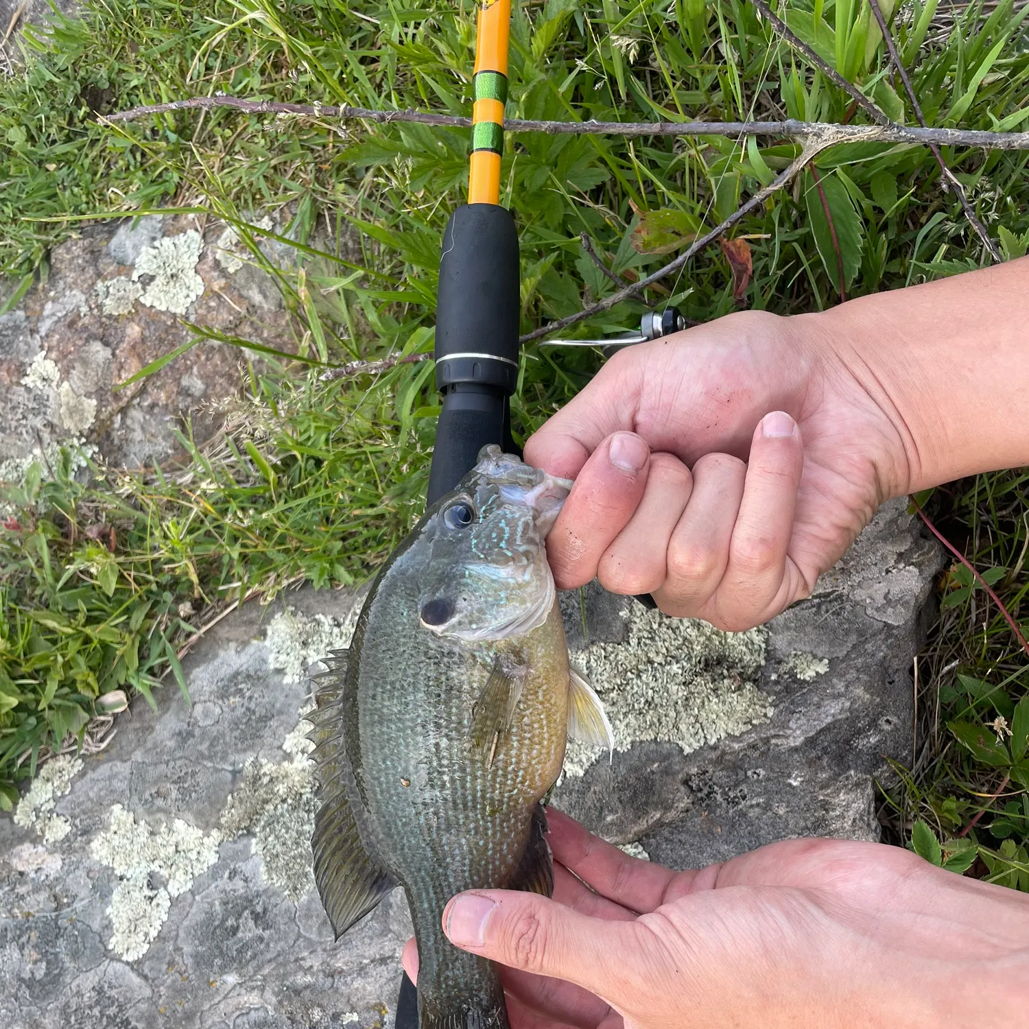 angler catch