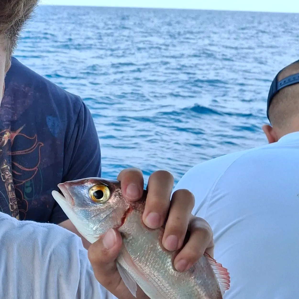 The most recent Red seabream catches on Fishbrain