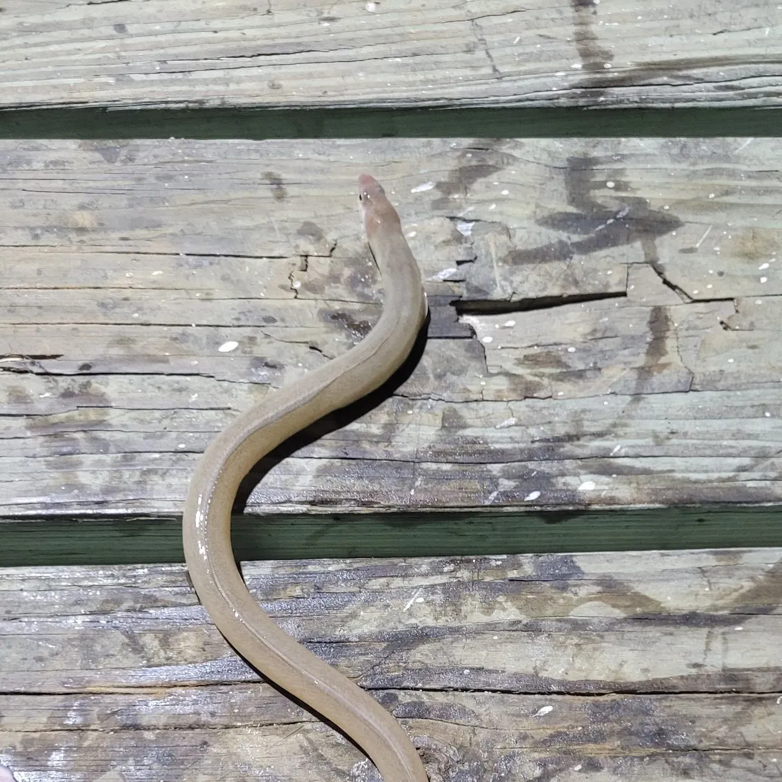 The most recent Shrimp eel catches on Fishbrain