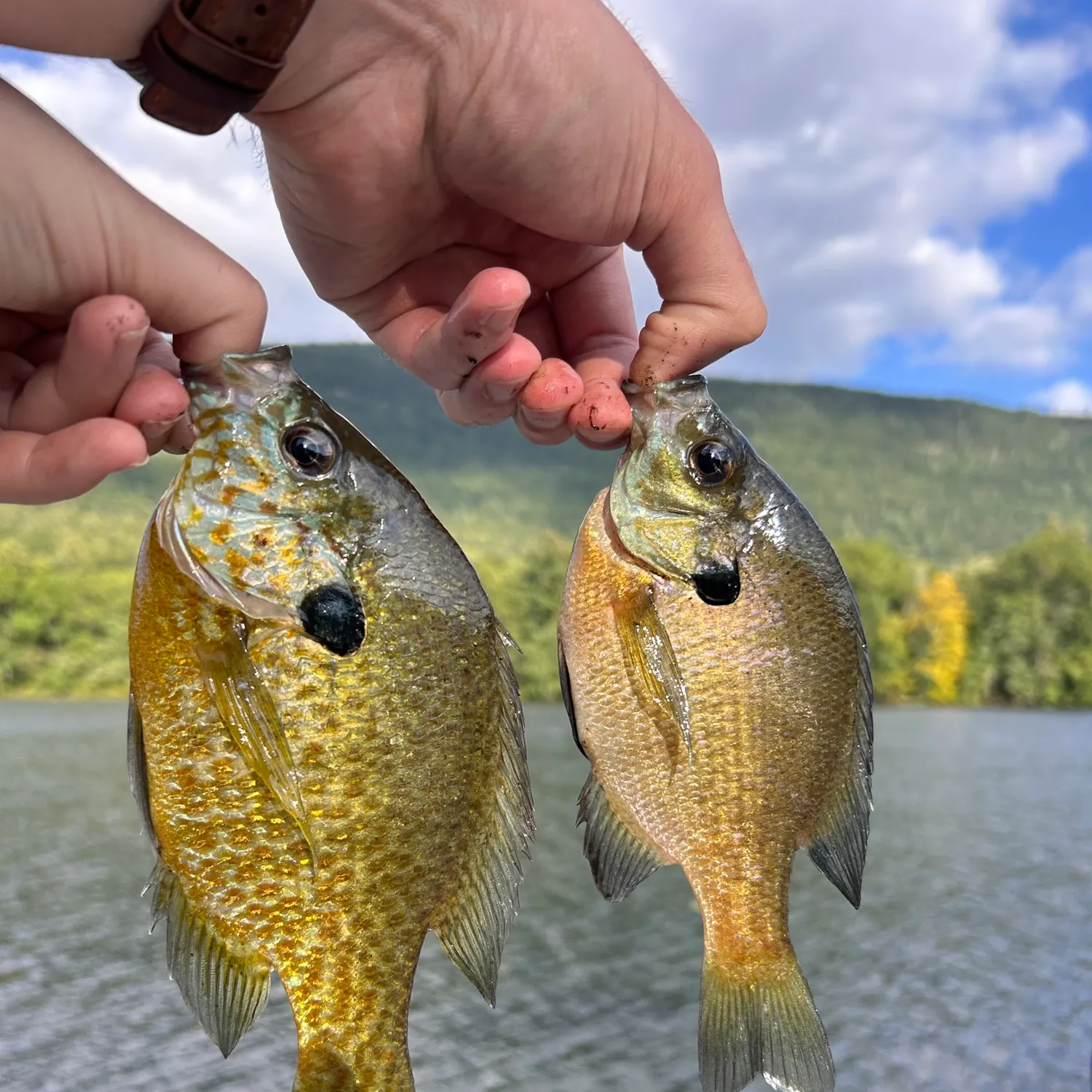 Bluegill caught on Fishbrain