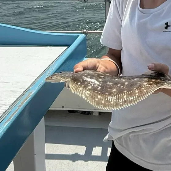 The most recent Summer flounder catches on Fishbrain