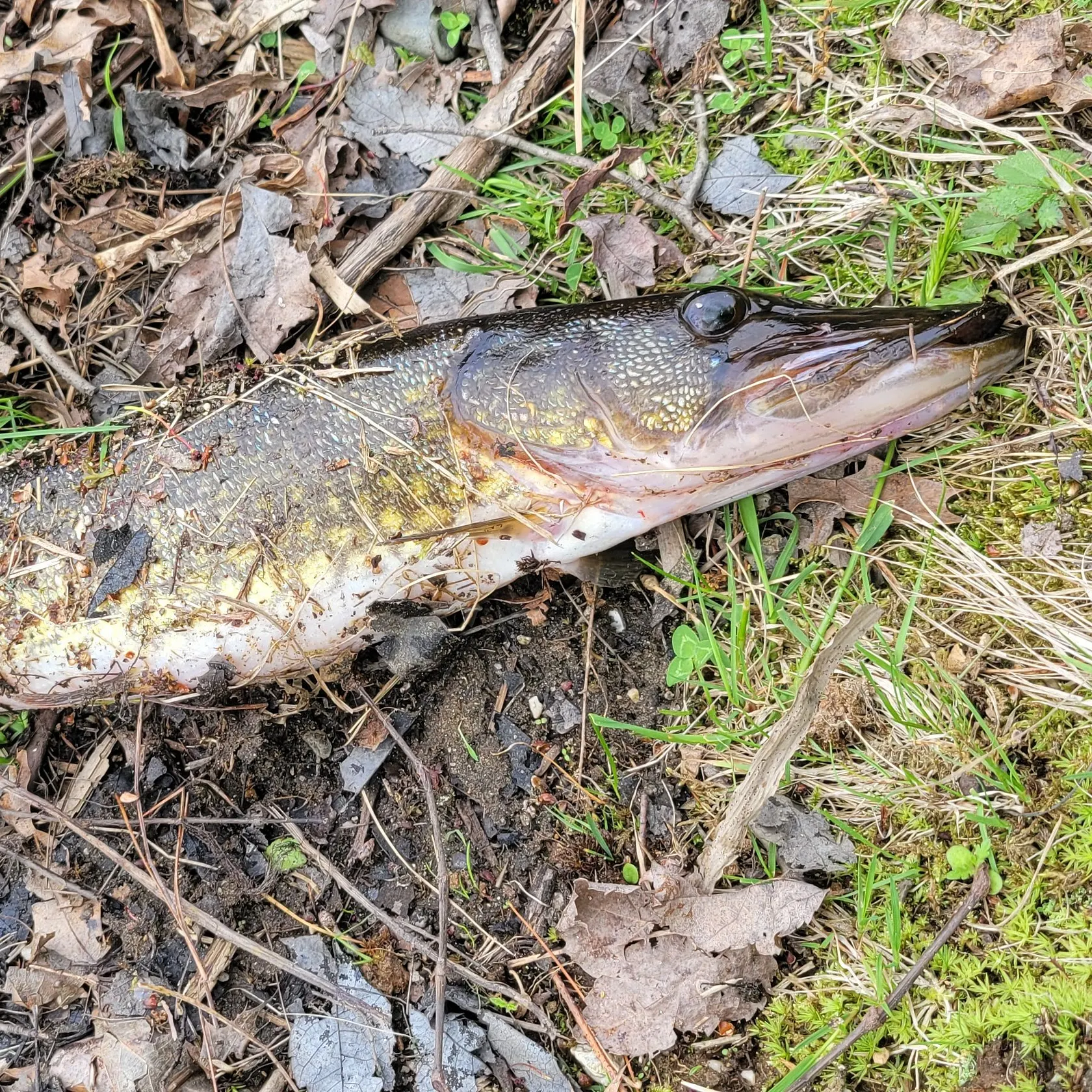 Chain pickerel caught on Fishbrain