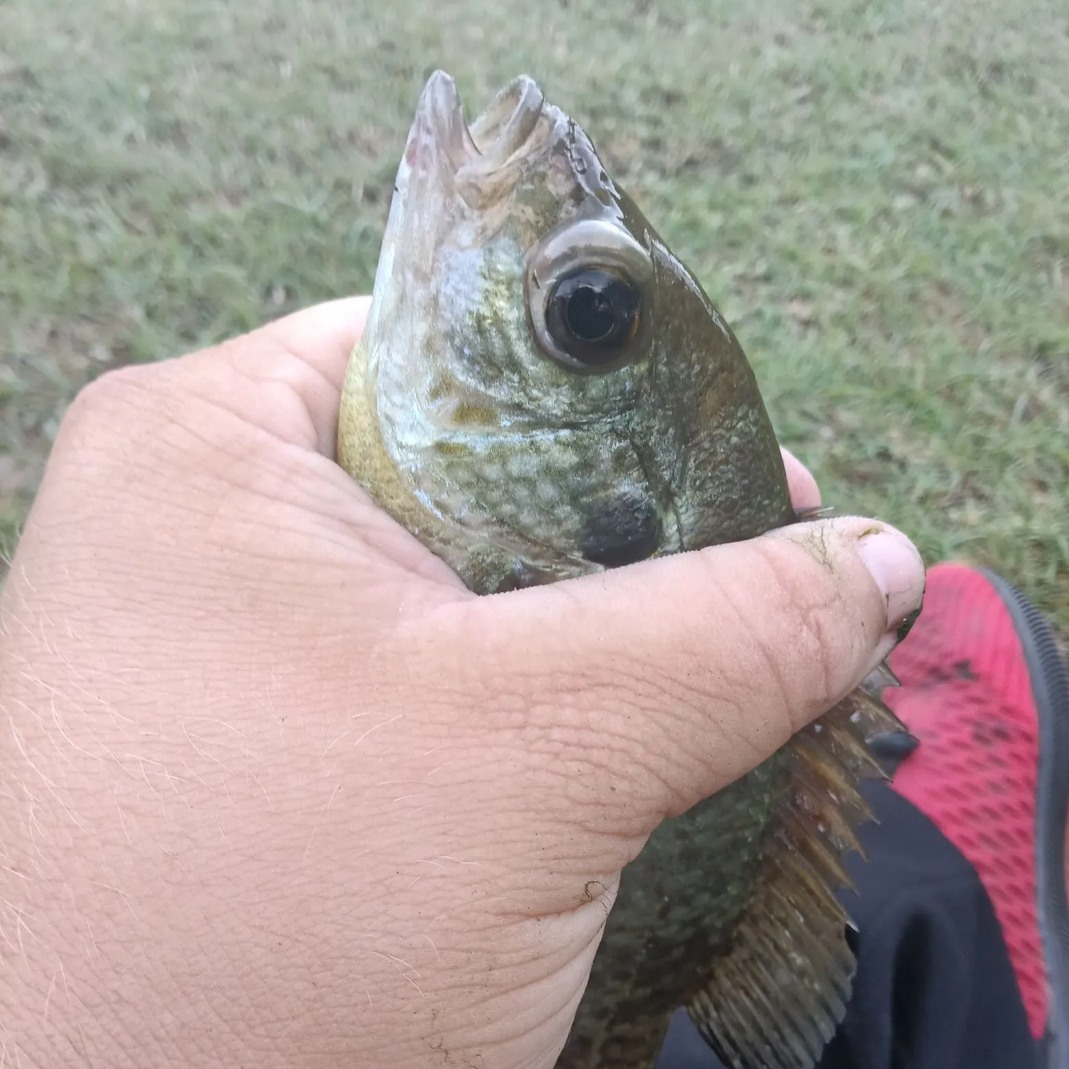 Black crappie caught on Fishbrain