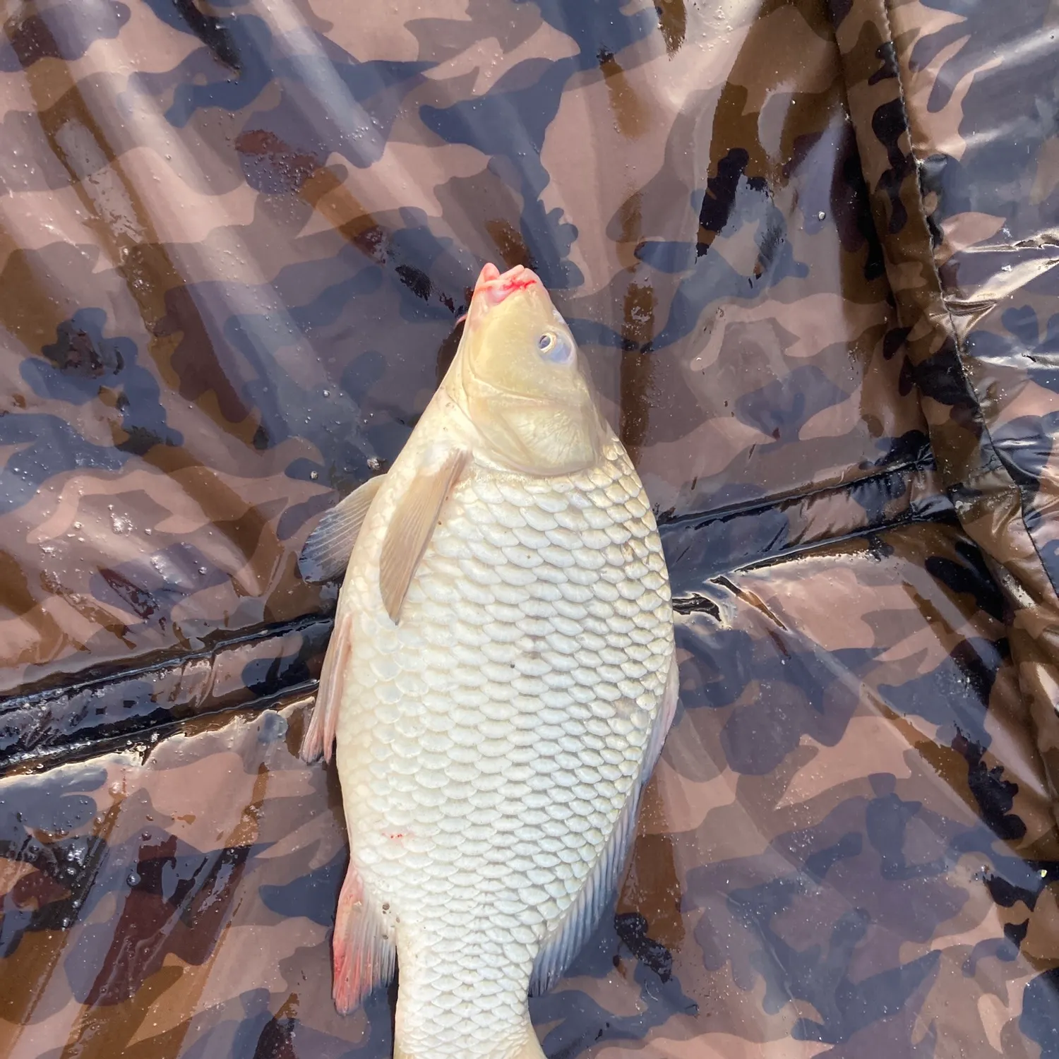 Common carp caught on Fishbrain
