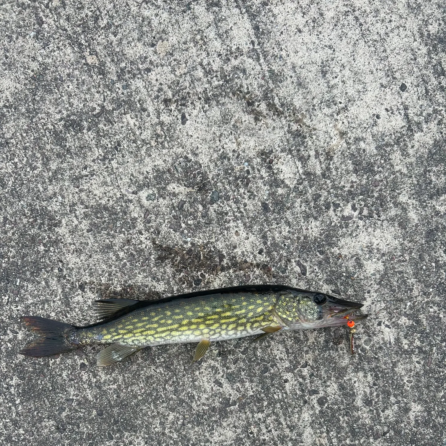 Chain pickerel caught on Fishbrain