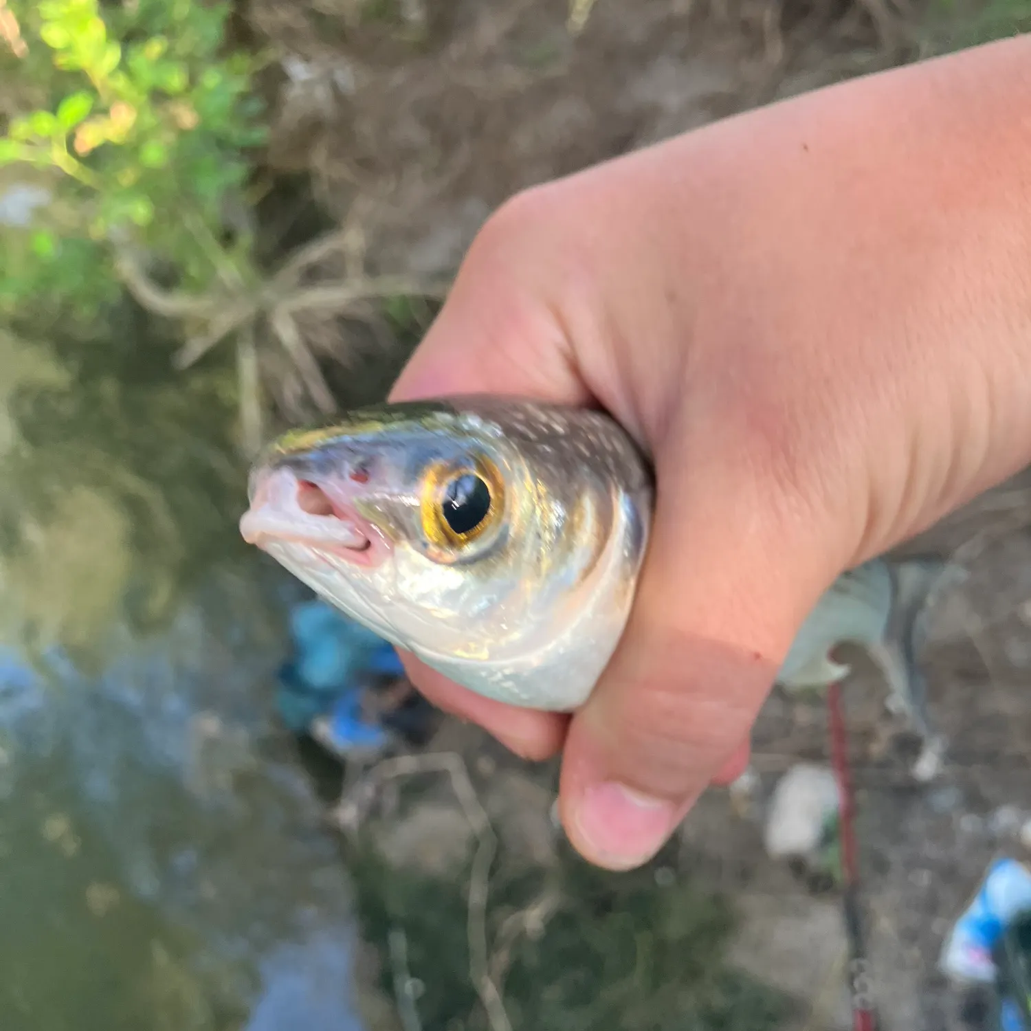 The most recent Yellow-eye mullet catches on Fishbrain