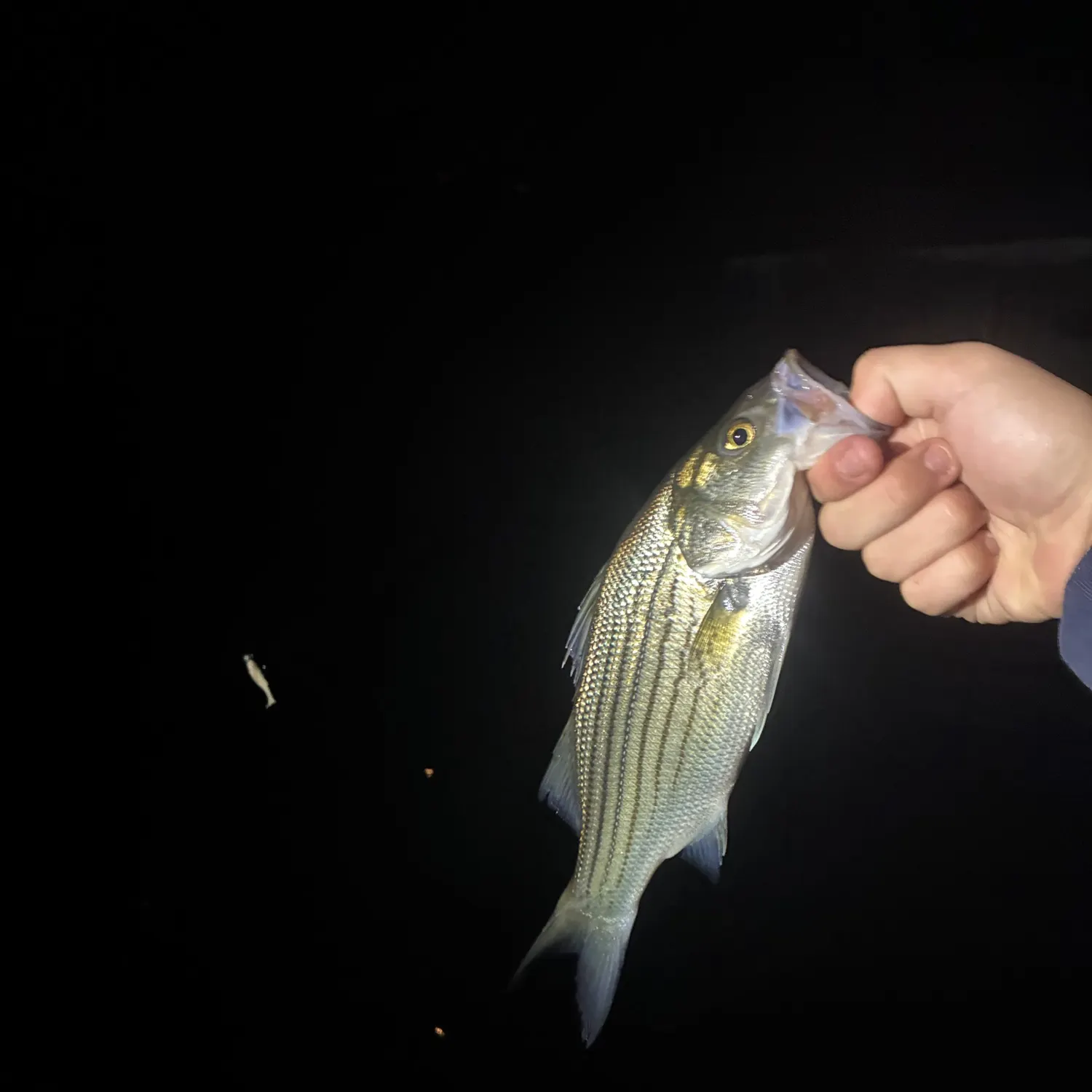 Wiper caught on Fishbrain