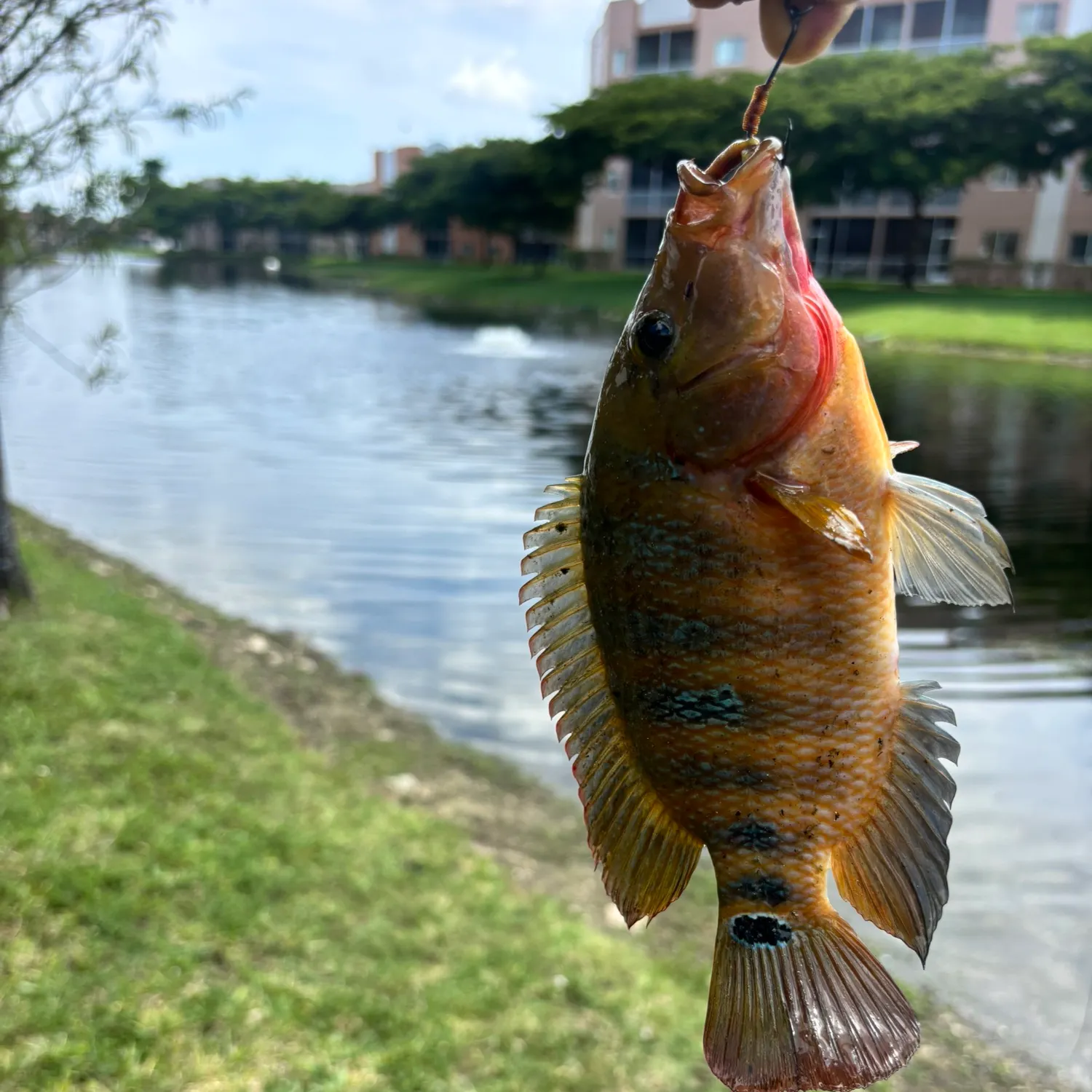 Mayan cichlid caught on Fishbrain