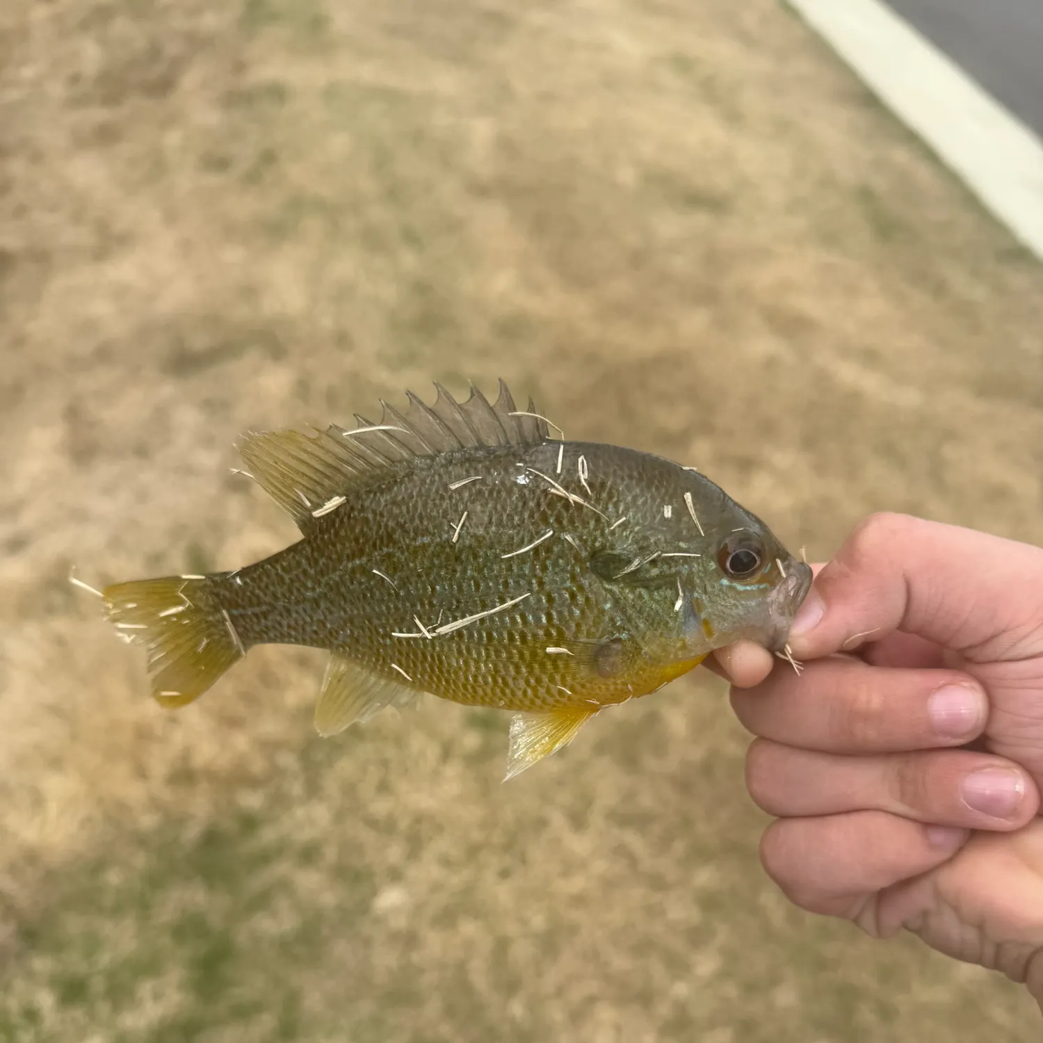 The most recent Redbreast × green sunfish catches on Fishbrain