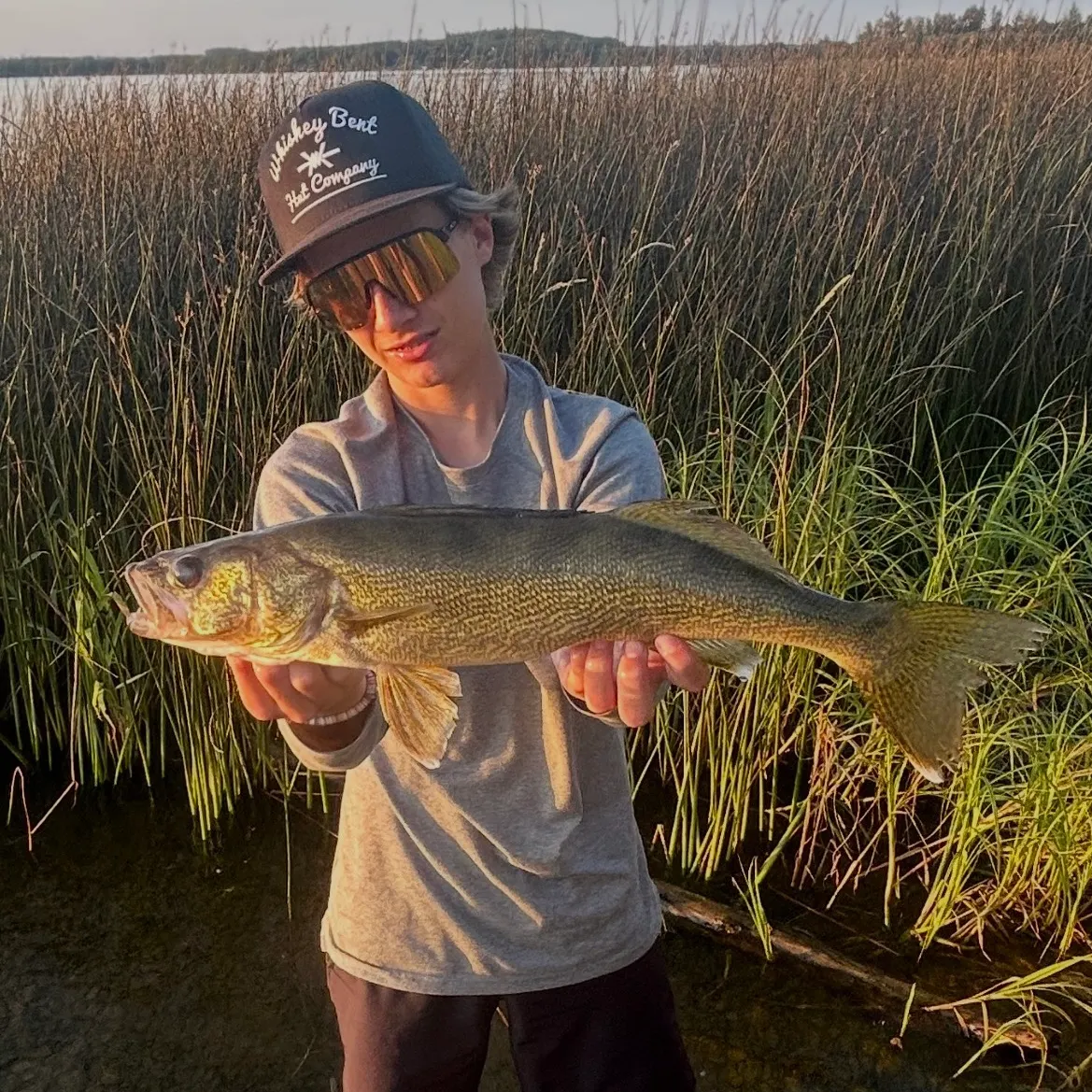 Walleye caught on Fishbrain