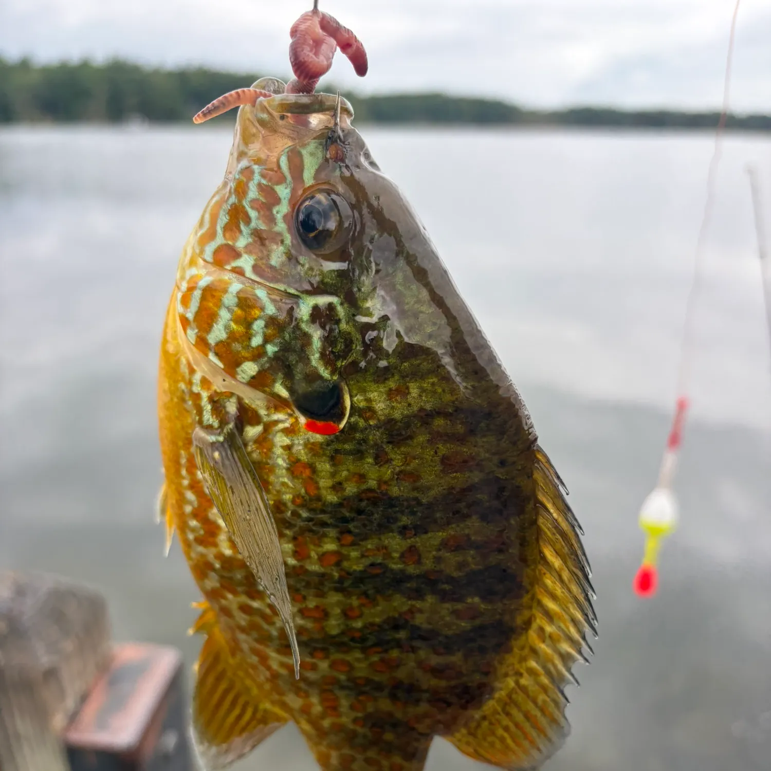 Pumpkinseed caught on Fishbrain