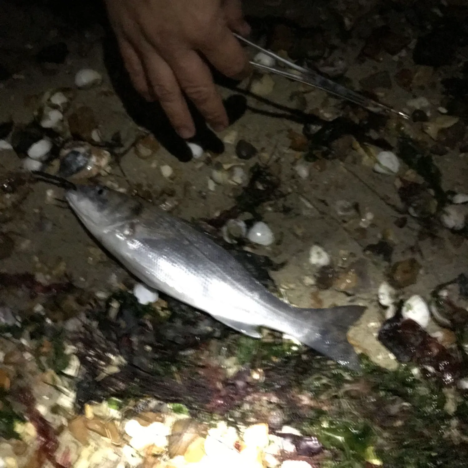 angler catch
