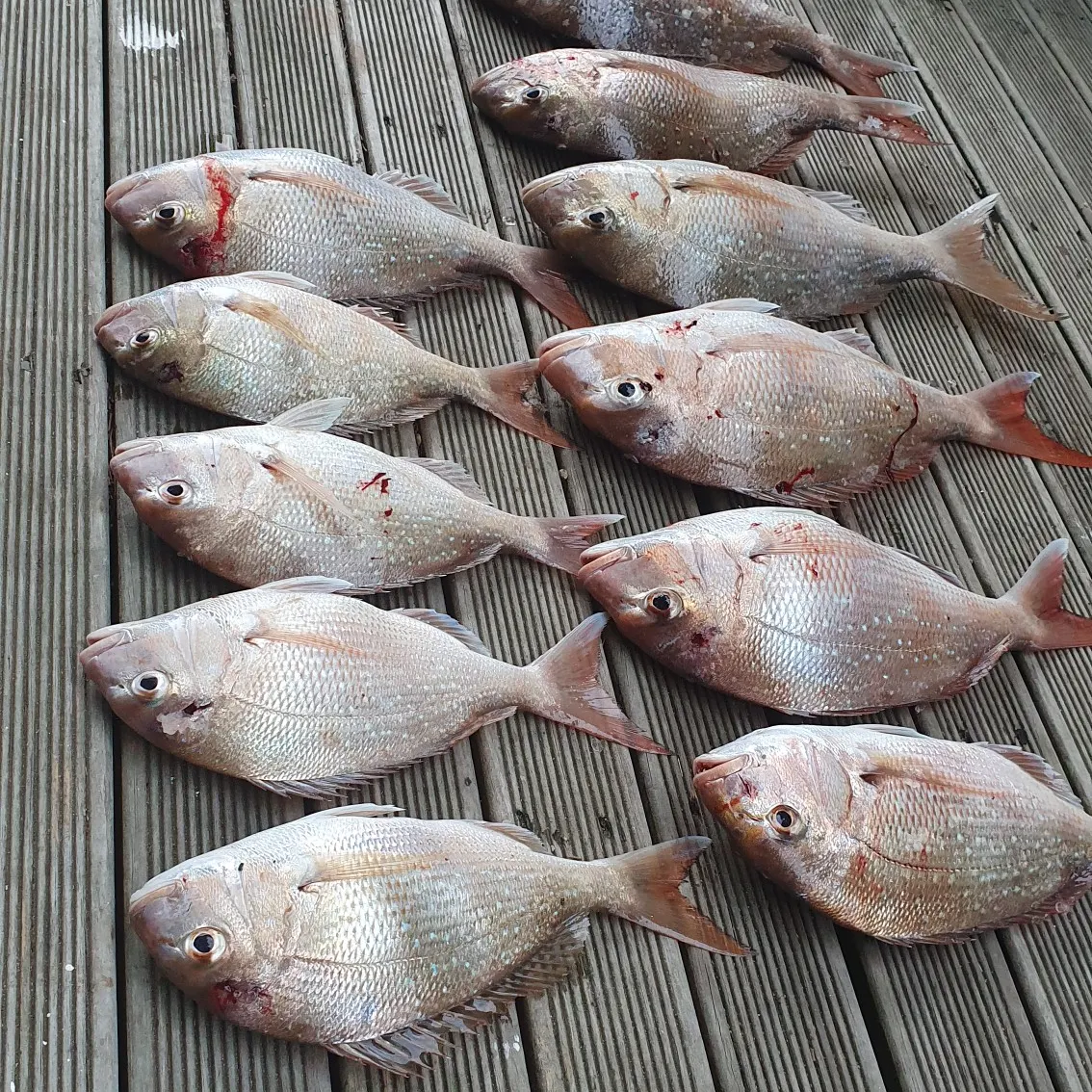 recently logged catches
