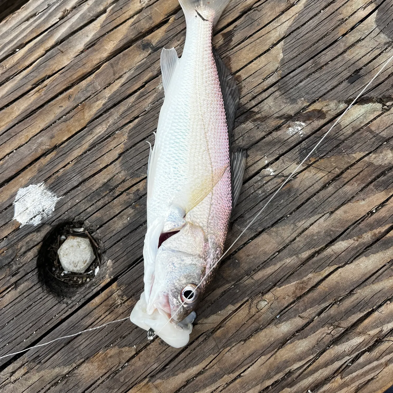 The most recent White croaker catches on Fishbrain