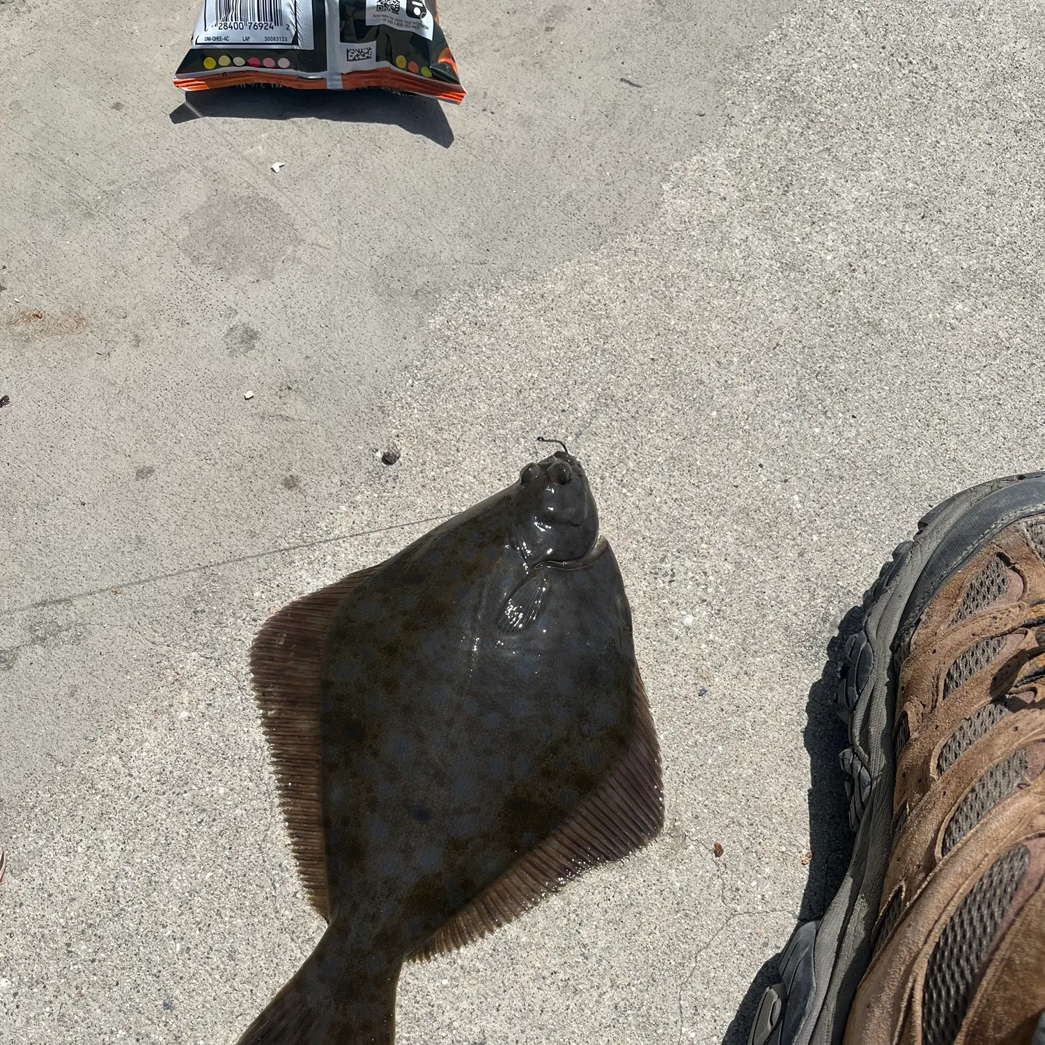 The most recent Diamond turbot catches on Fishbrain