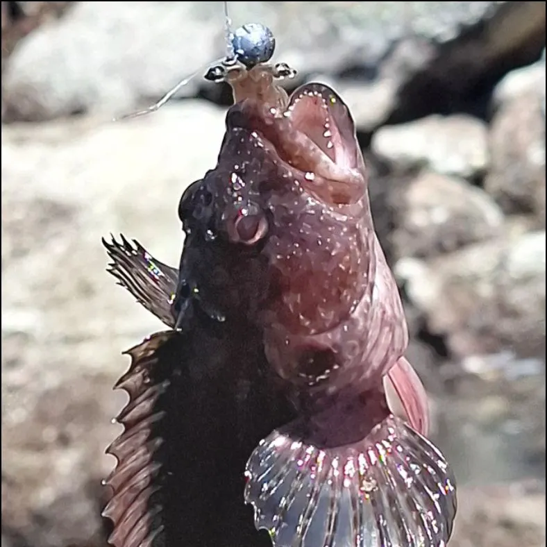 Hairy blenny caught on Fishbrain