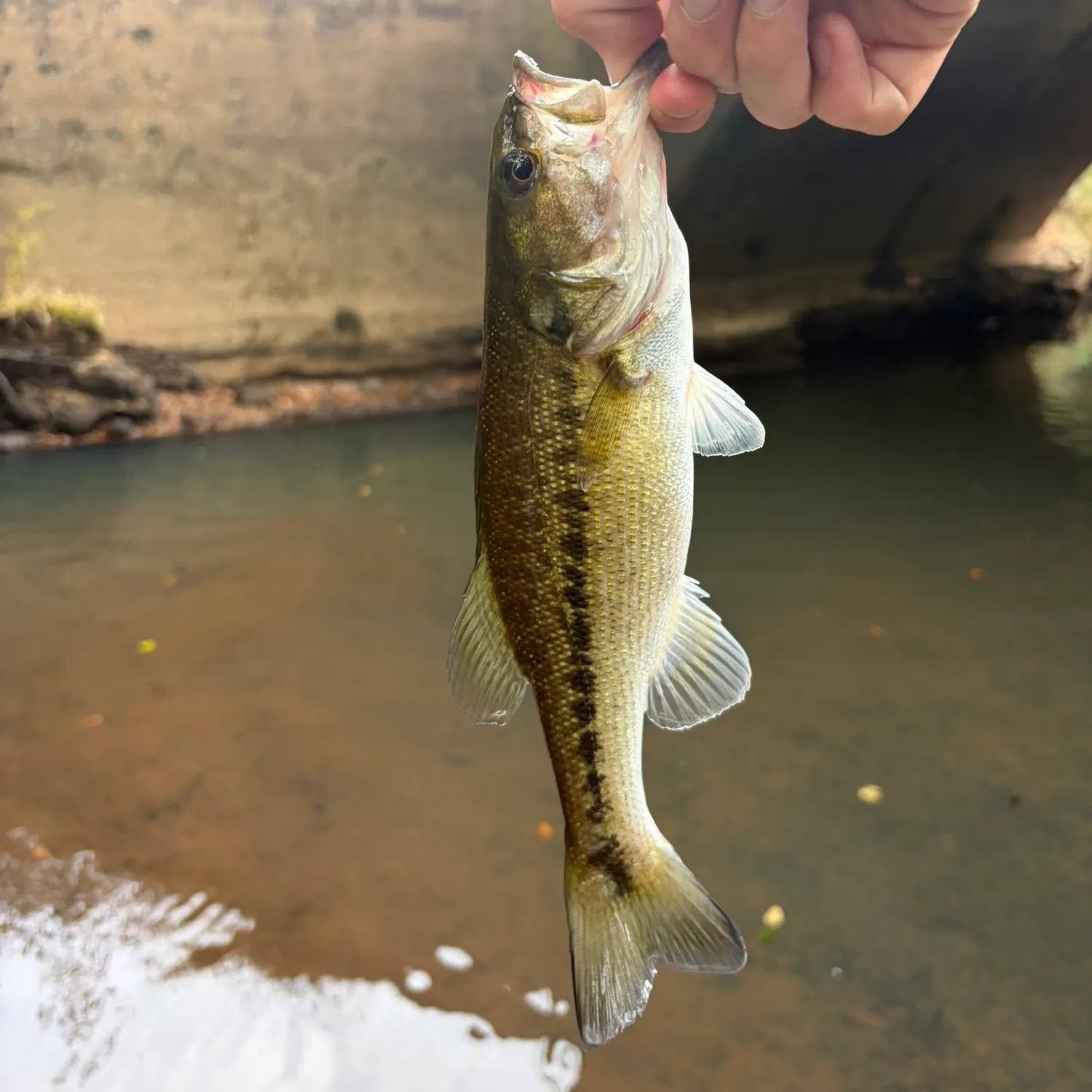 Fish caught on Fishbrain