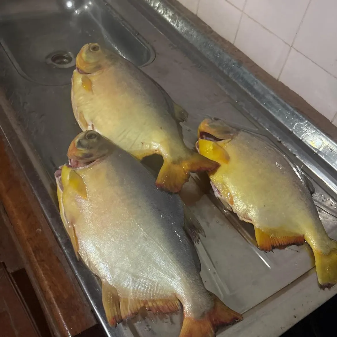 The most recent Small-scaled pacu catches on Fishbrain