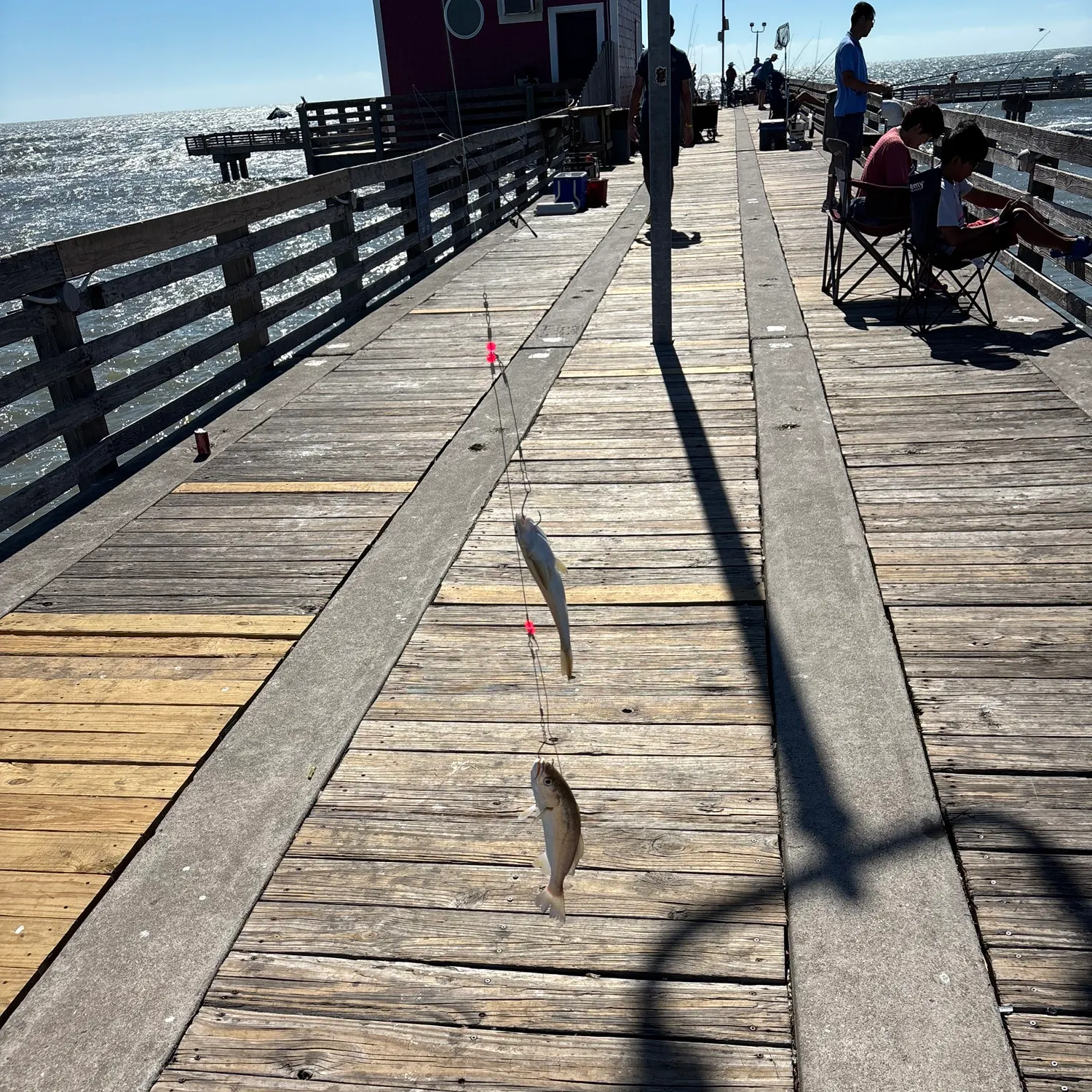 The most recent Sand seatrout catches on Fishbrain