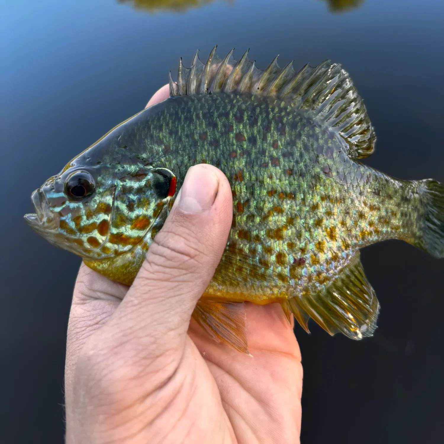Pumpkinseed caught on Fishbrain