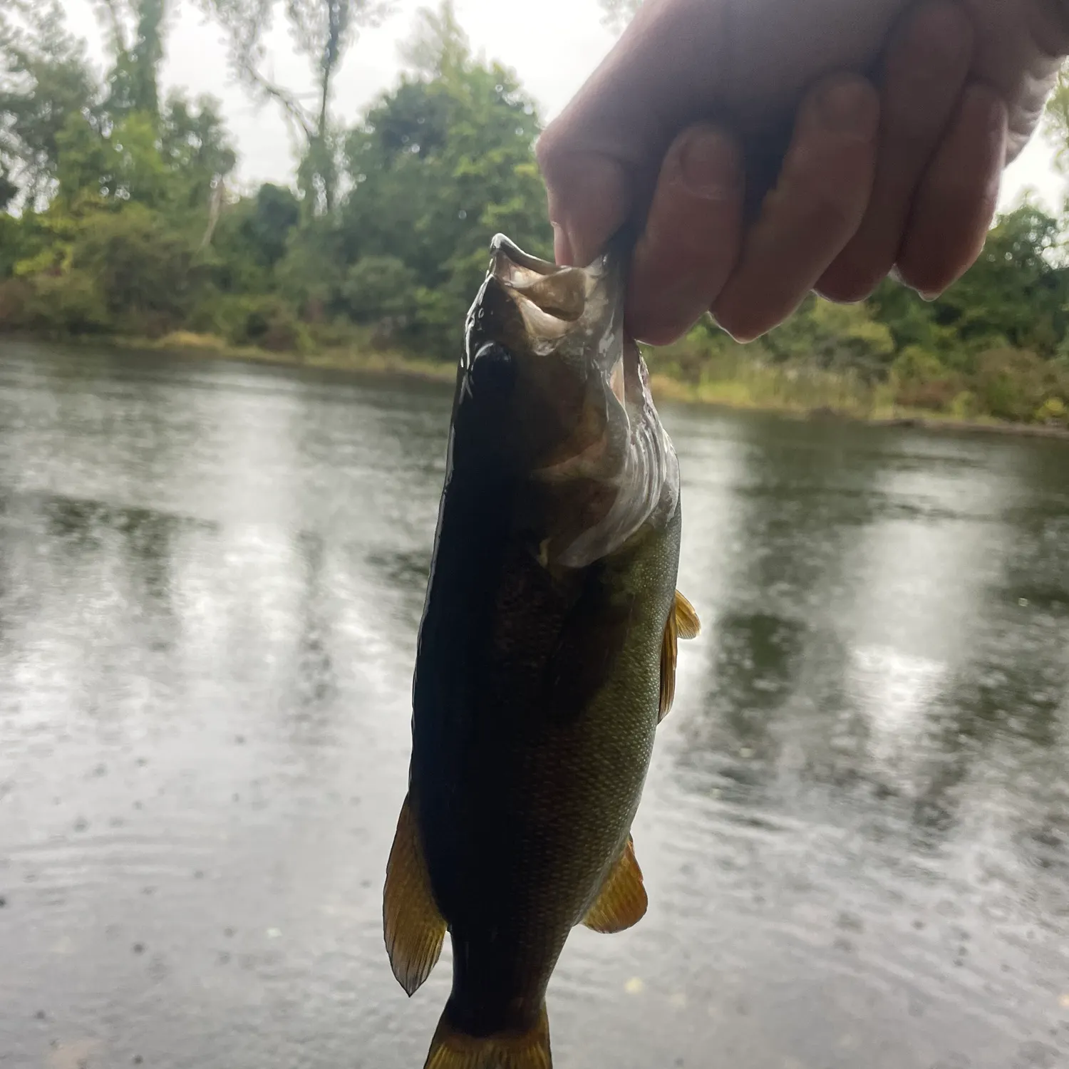 Smallmouth bass caught on Fishbrain