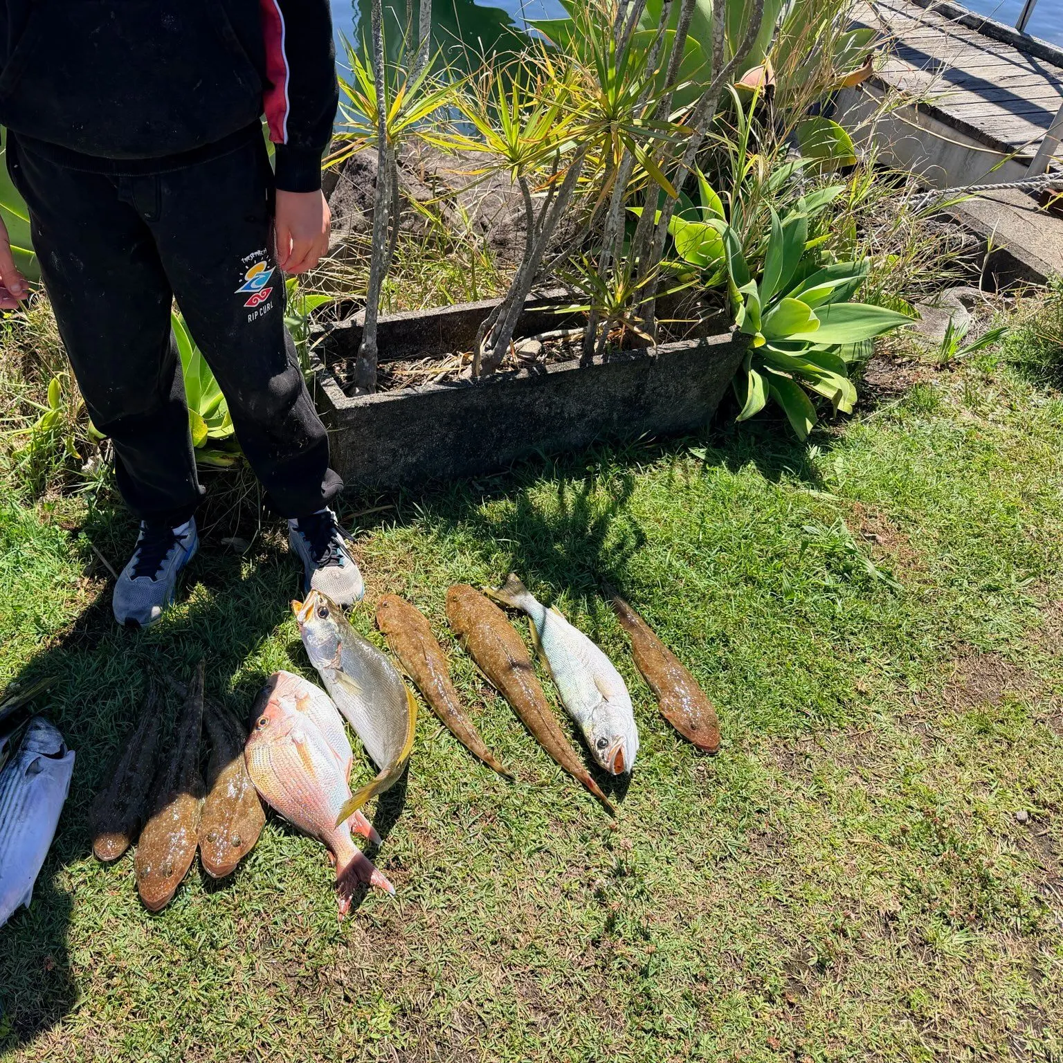 The most recent Australian bonito catches on Fishbrain