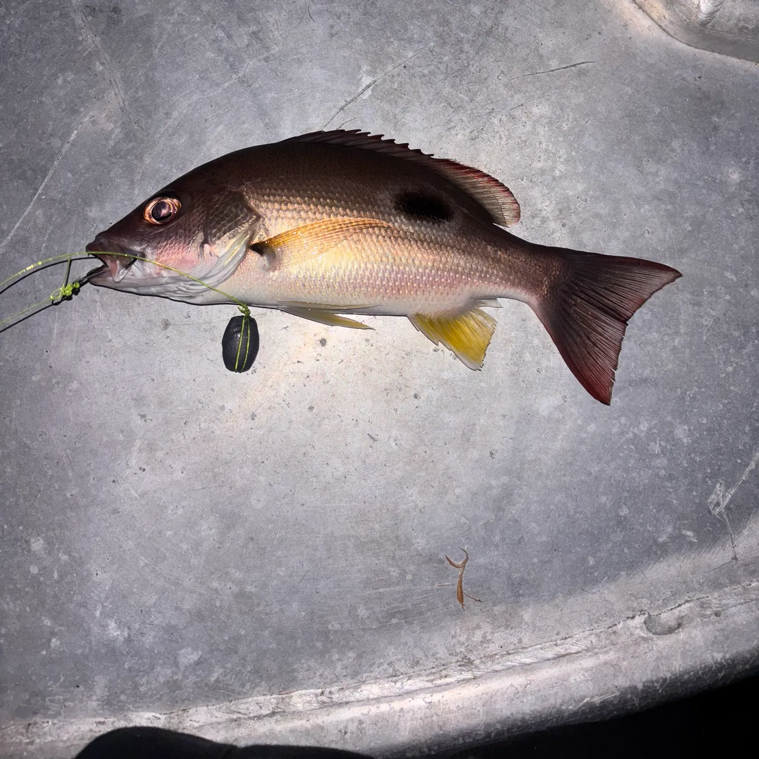 The most recent Moses perch catches on Fishbrain