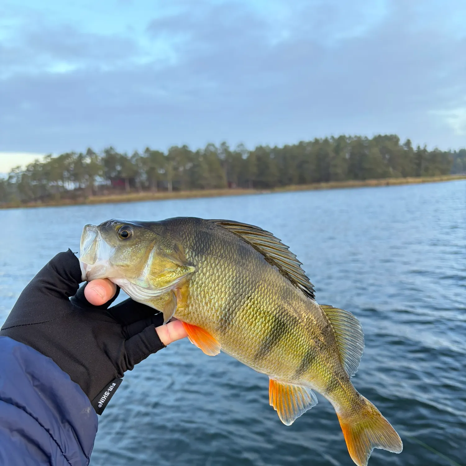 European perch caught on Fishbrain