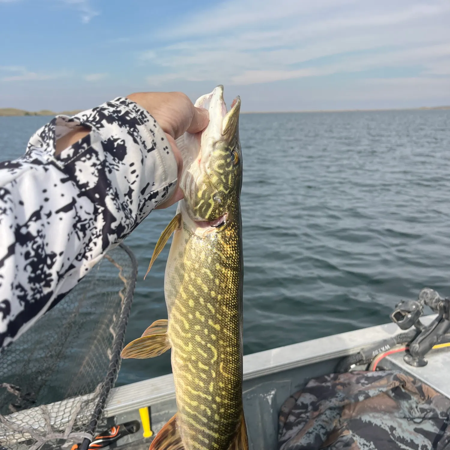 Northern pike caught on Fishbrain