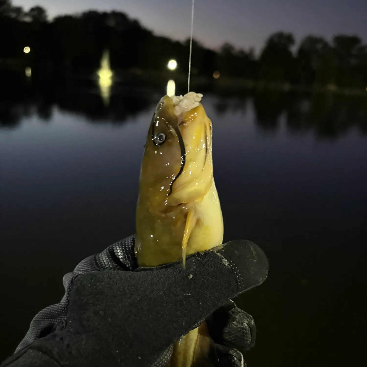 Black bullhead caught on Fishbrain