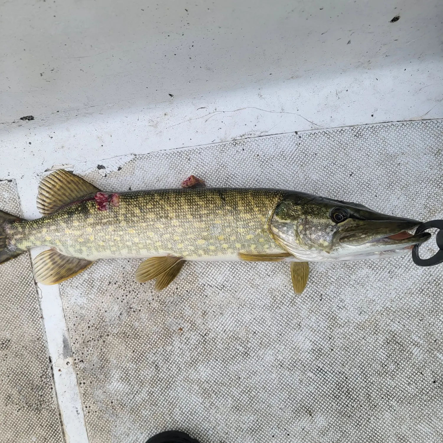 Northern pike caught on Fishbrain