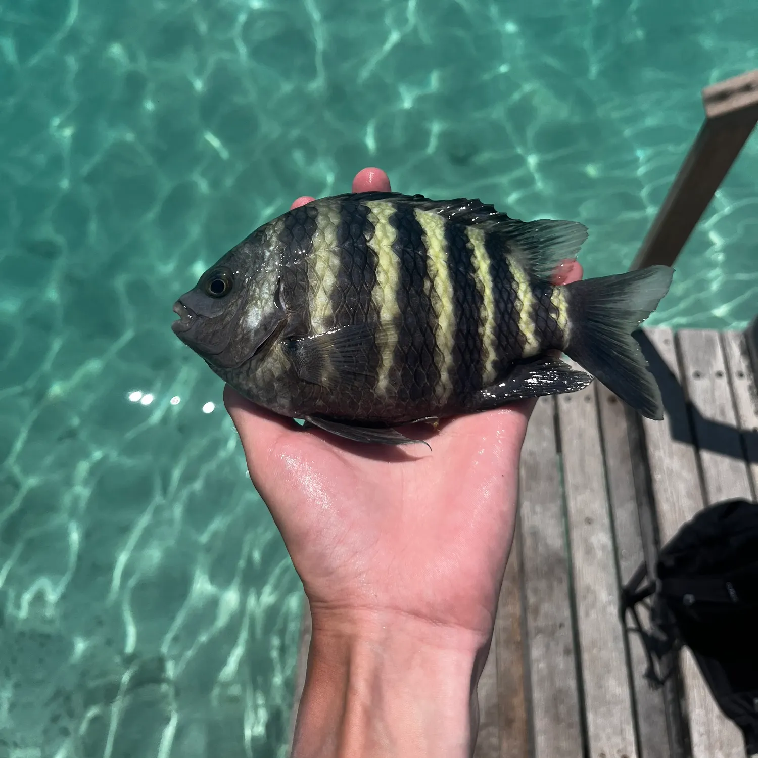 The most recent Banded sergeant catches on Fishbrain