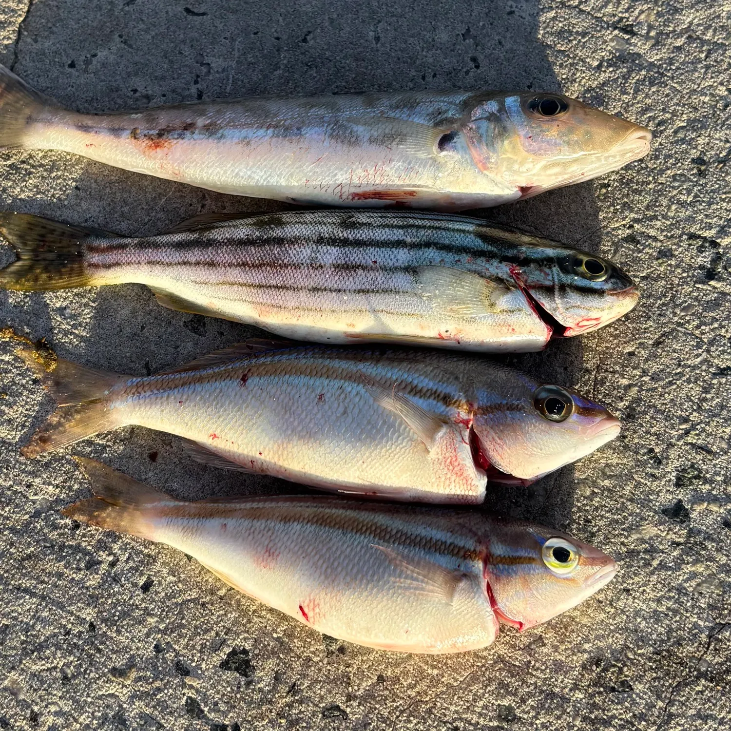 recently logged catches